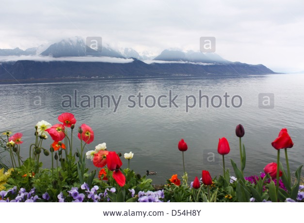 beautiful-spring-flowers-with-mountain-background-in-switzerland-d54h8y